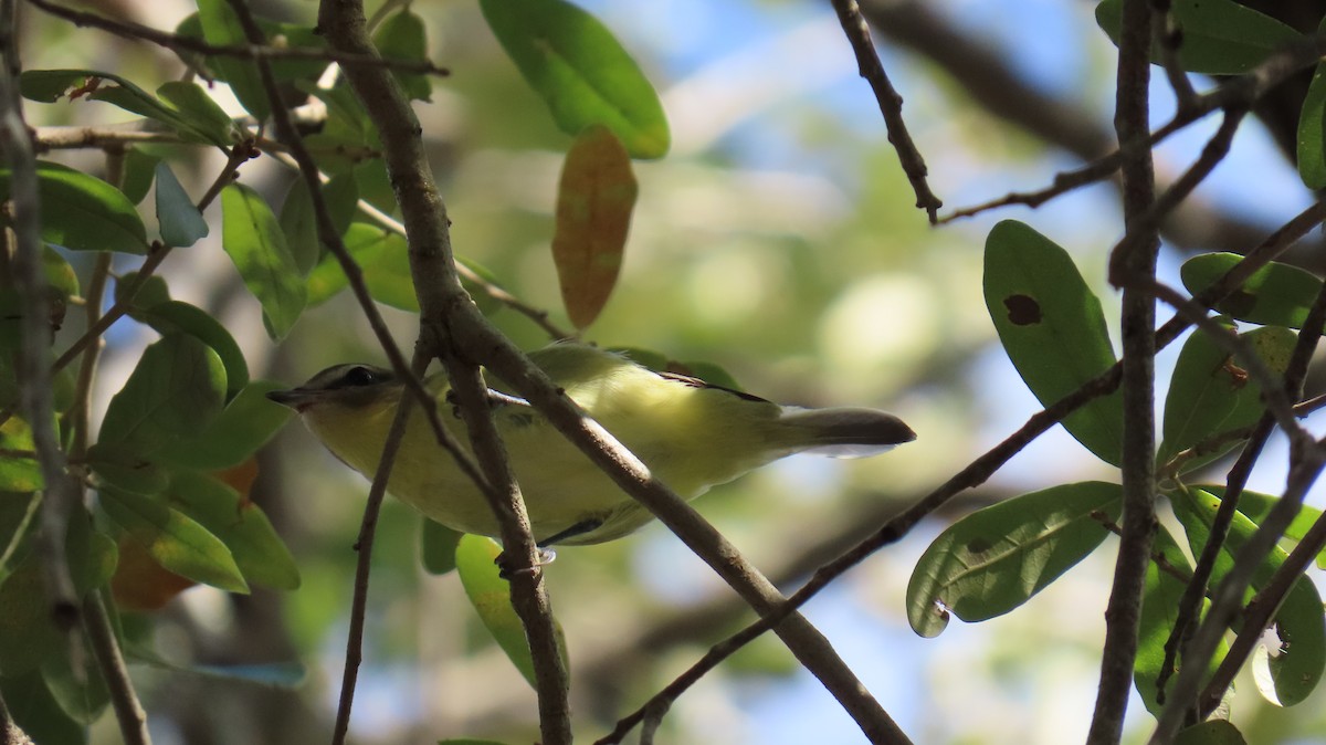 Philadelphia Vireo - ML643957377
