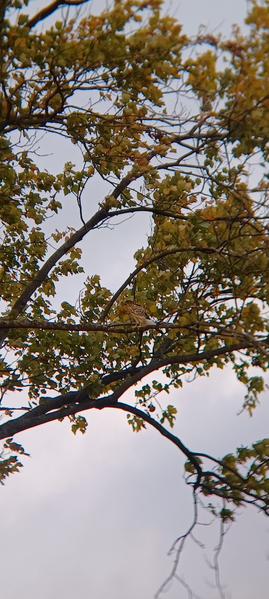 Cooper's Hawk - ML643957388