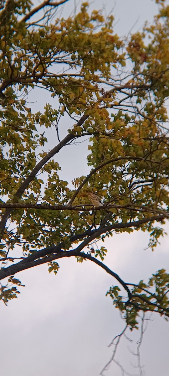 Cooper's Hawk - ML643957389