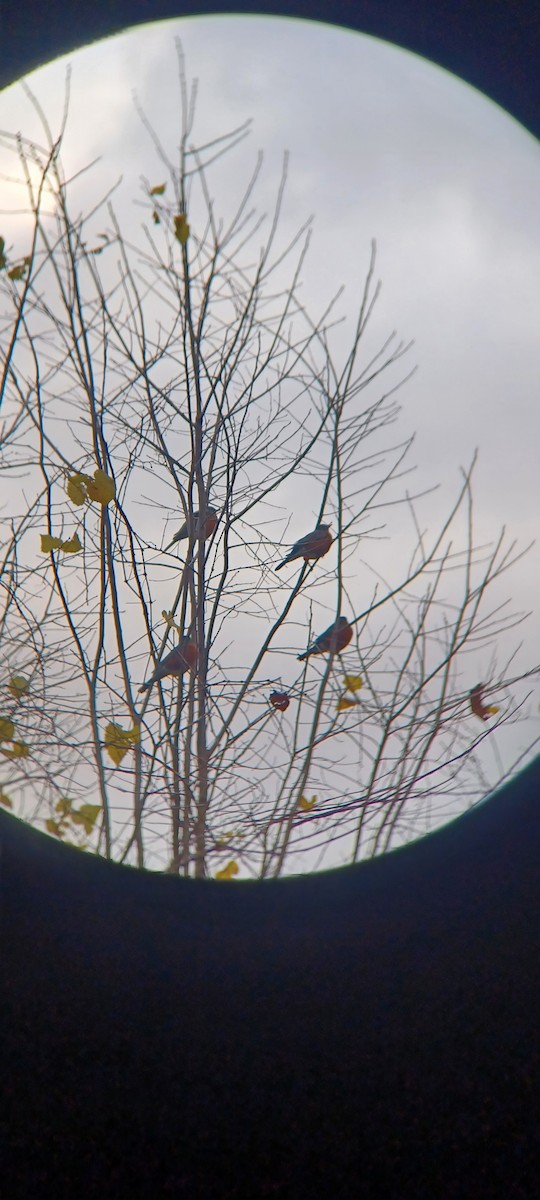 American Robin - ML643957391