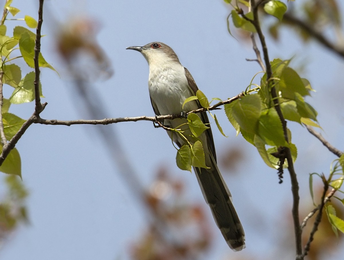קוקיה שחורת-מקור - ML643957410