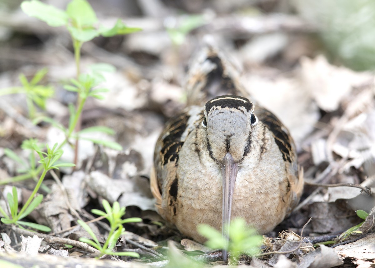 American Woodcock - ML643957428