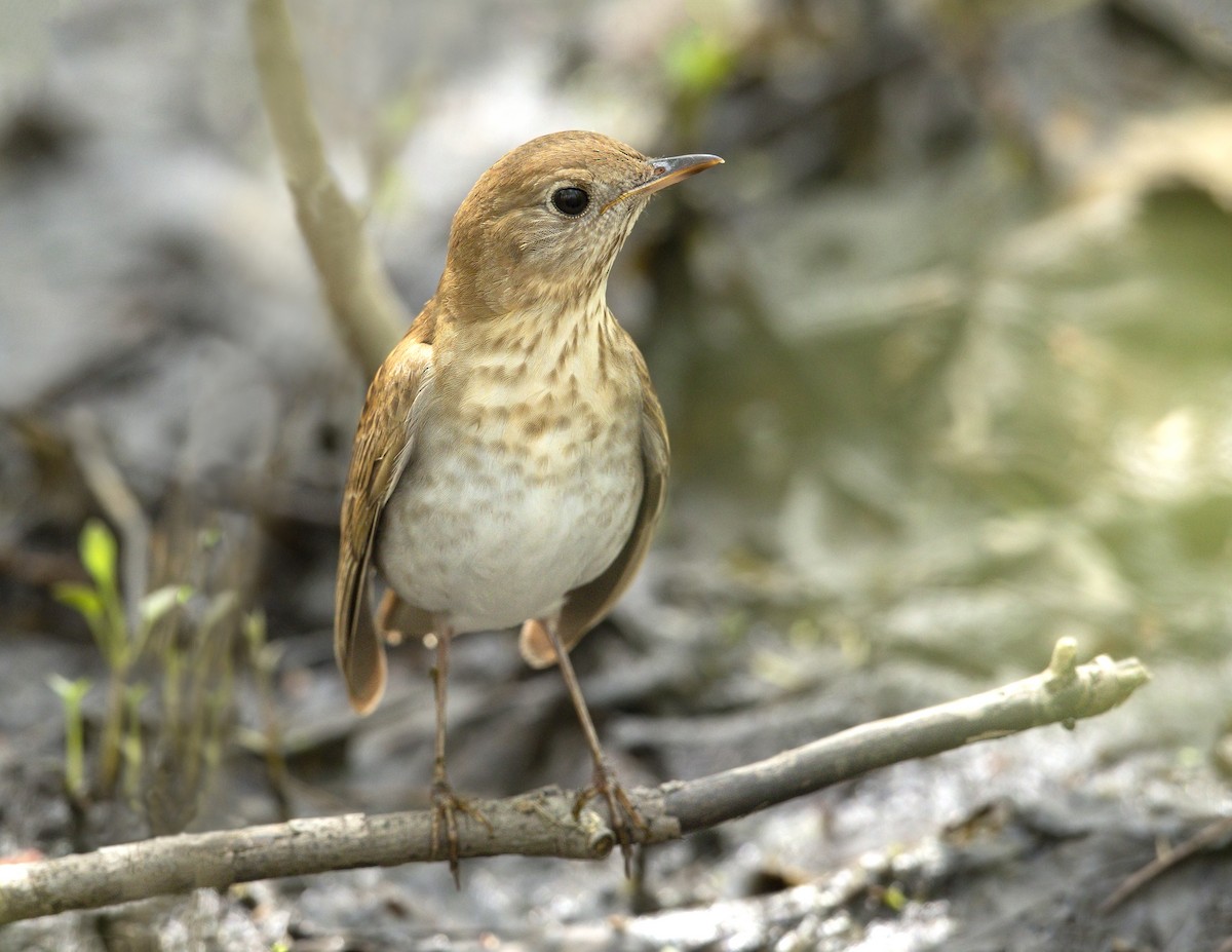 Veery - ML643957437