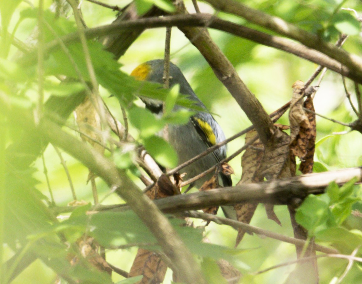 Golden-winged Warbler - ML643957444