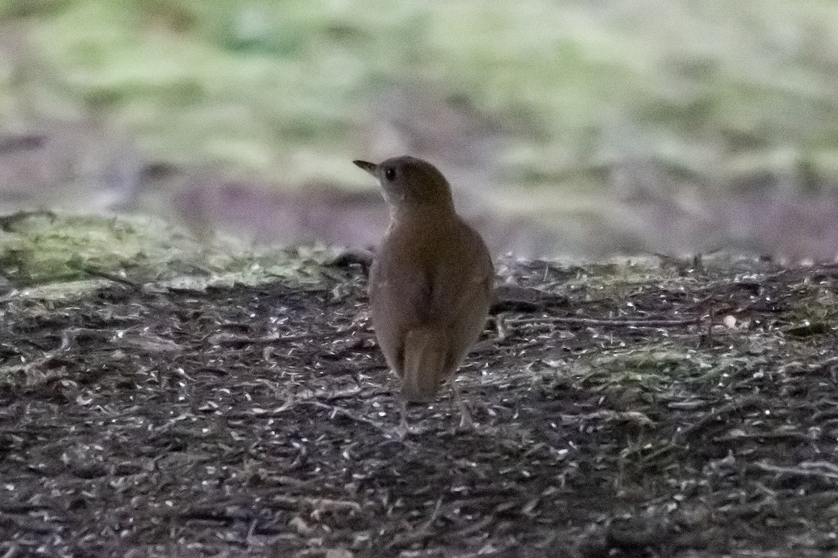 Veery - ML643957475