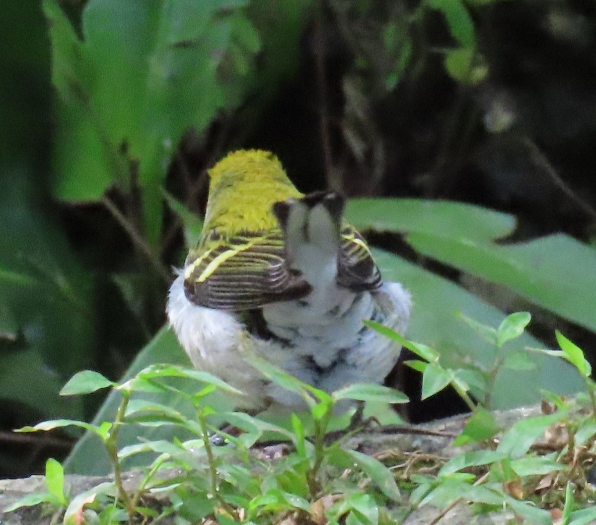 Chestnut-sided Warbler - ML643957485