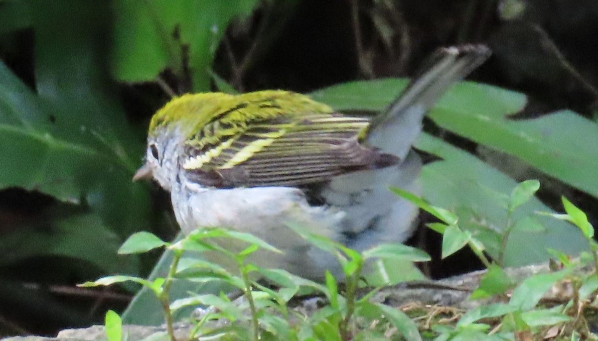 Chestnut-sided Warbler - ML643957486