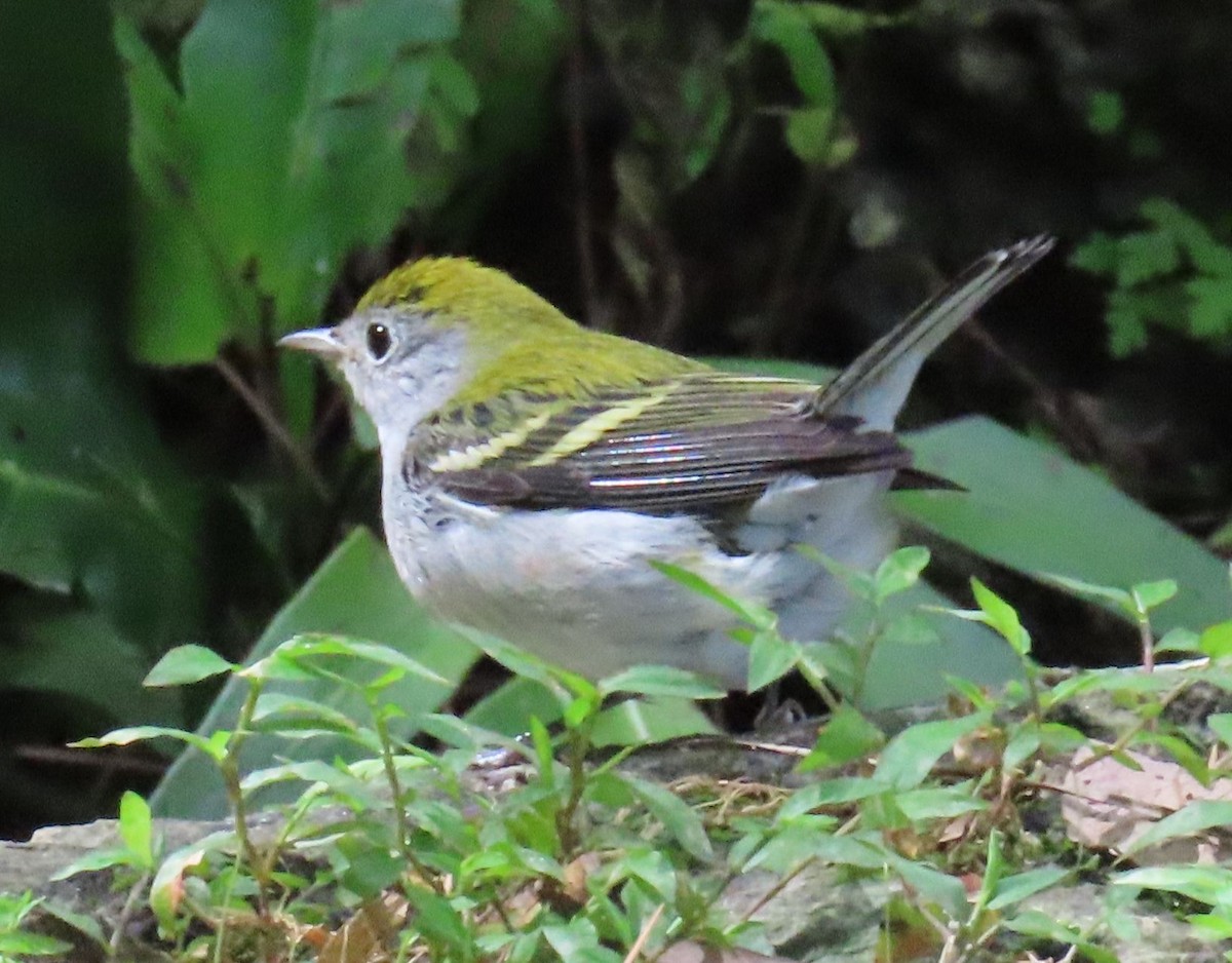 Chestnut-sided Warbler - ML643957487