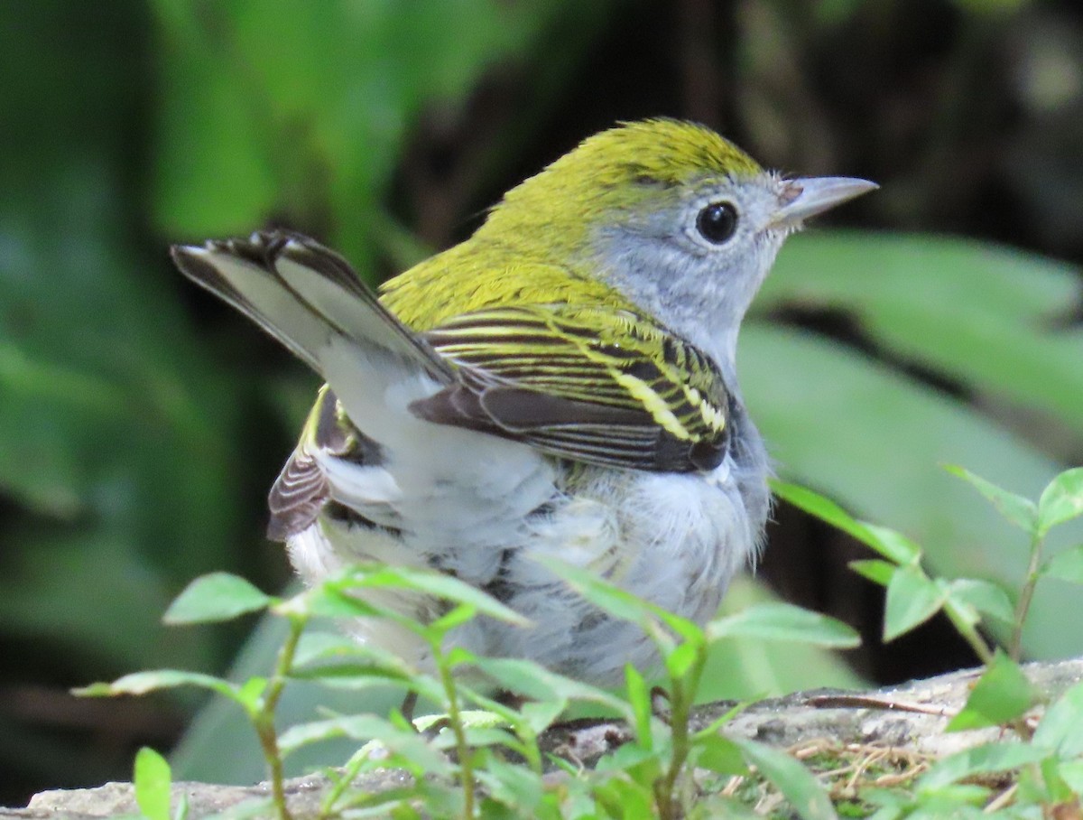 Chestnut-sided Warbler - ML643957488