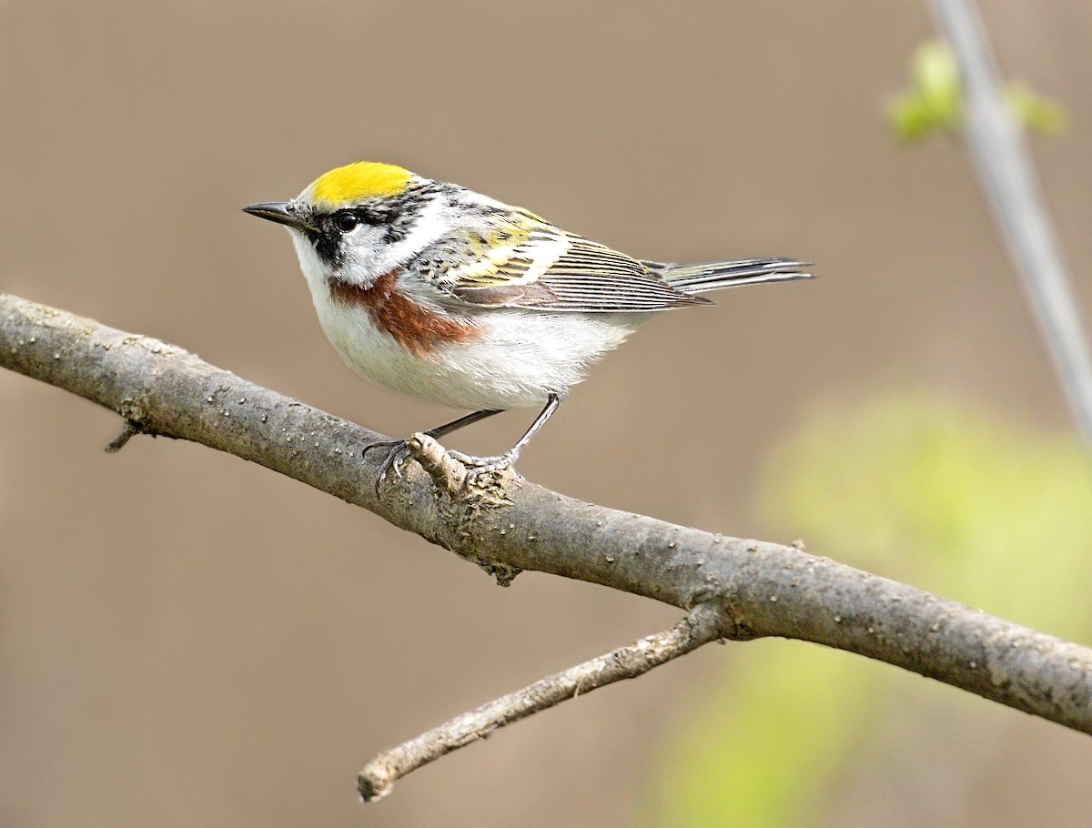 Chestnut-sided Warbler - ML643957490