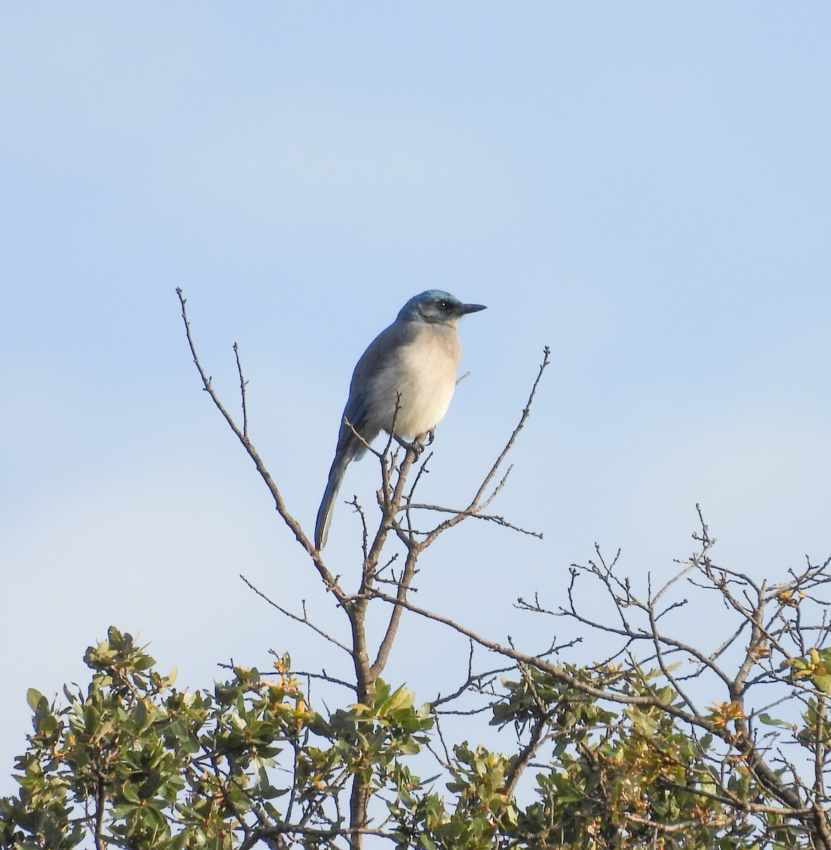 Mexican Jay - ML643957526