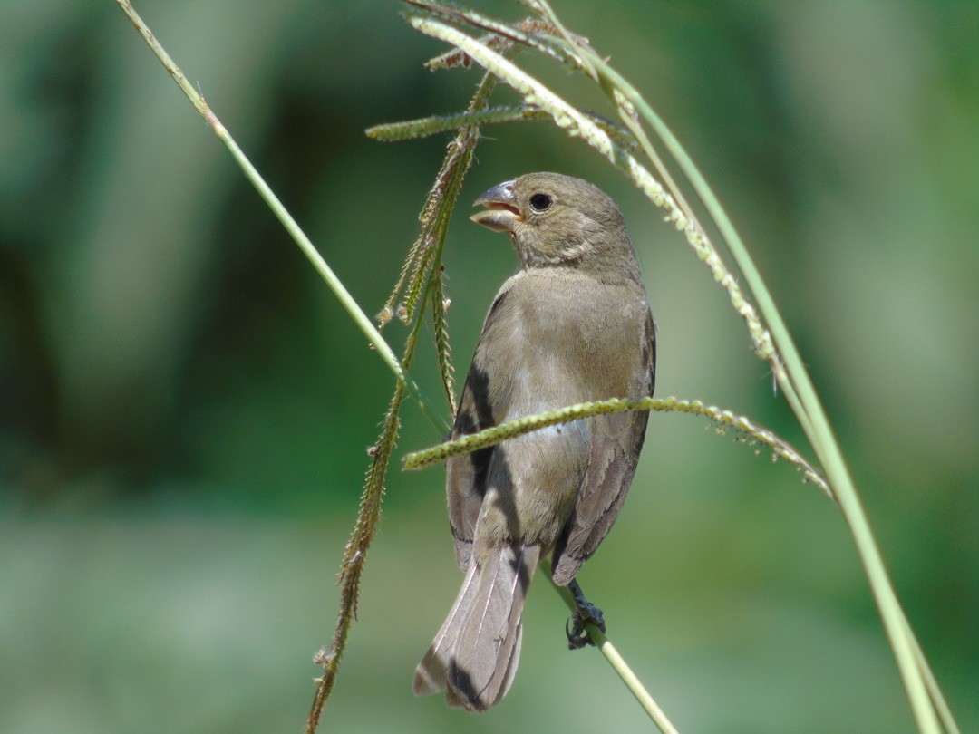 Double-collared Seedeater - ML643957531
