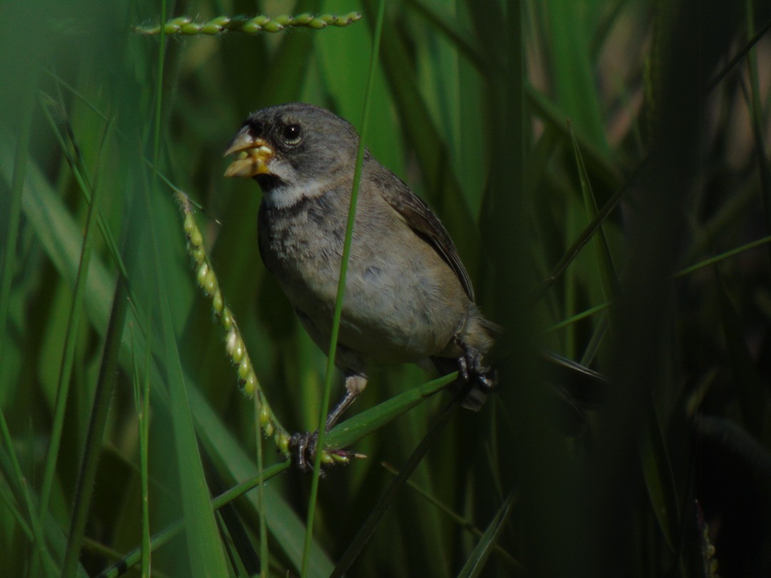 Double-collared Seedeater - ML643957532