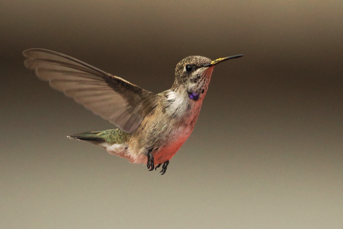 Black-chinned Hummingbird - ML643957561