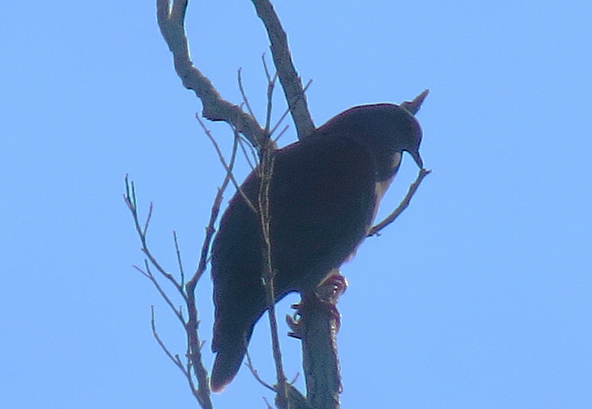 Pale-vented Pigeon - ML643957581