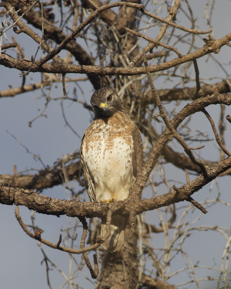 Broad-winged Hawk - ML643957588
