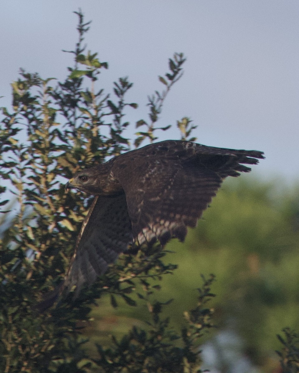 Broad-winged Hawk - ML643957589