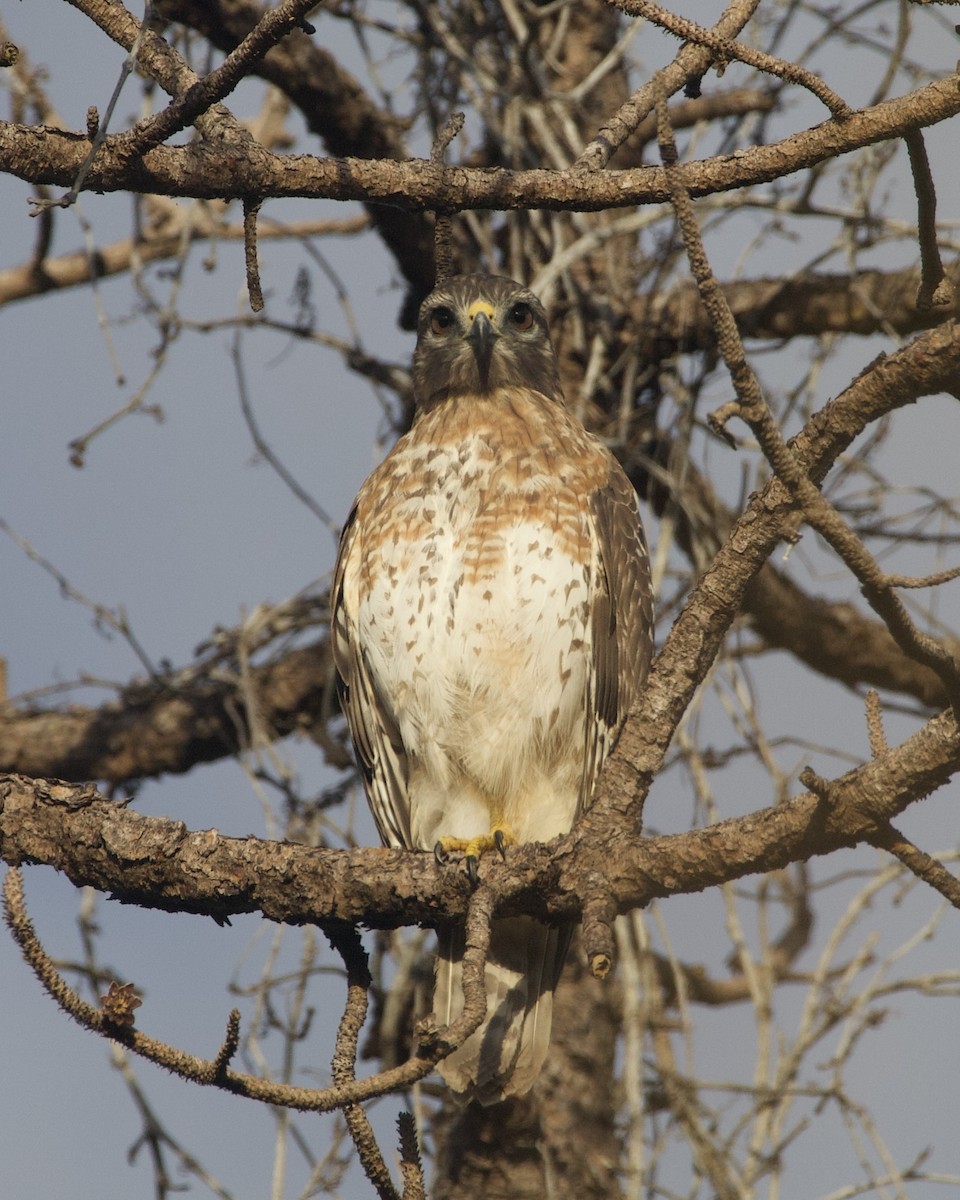 Broad-winged Hawk - ML643957590