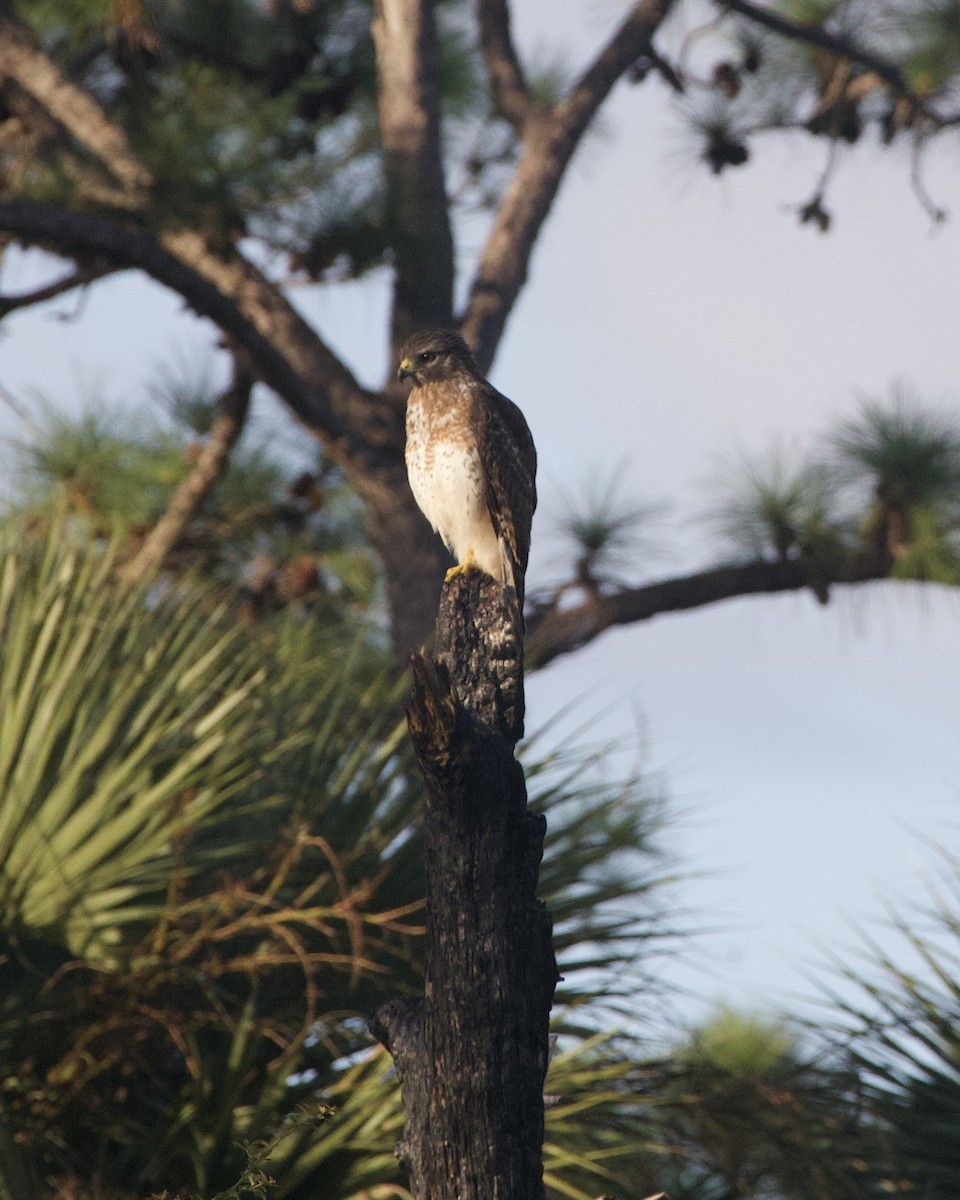 Broad-winged Hawk - ML643957591