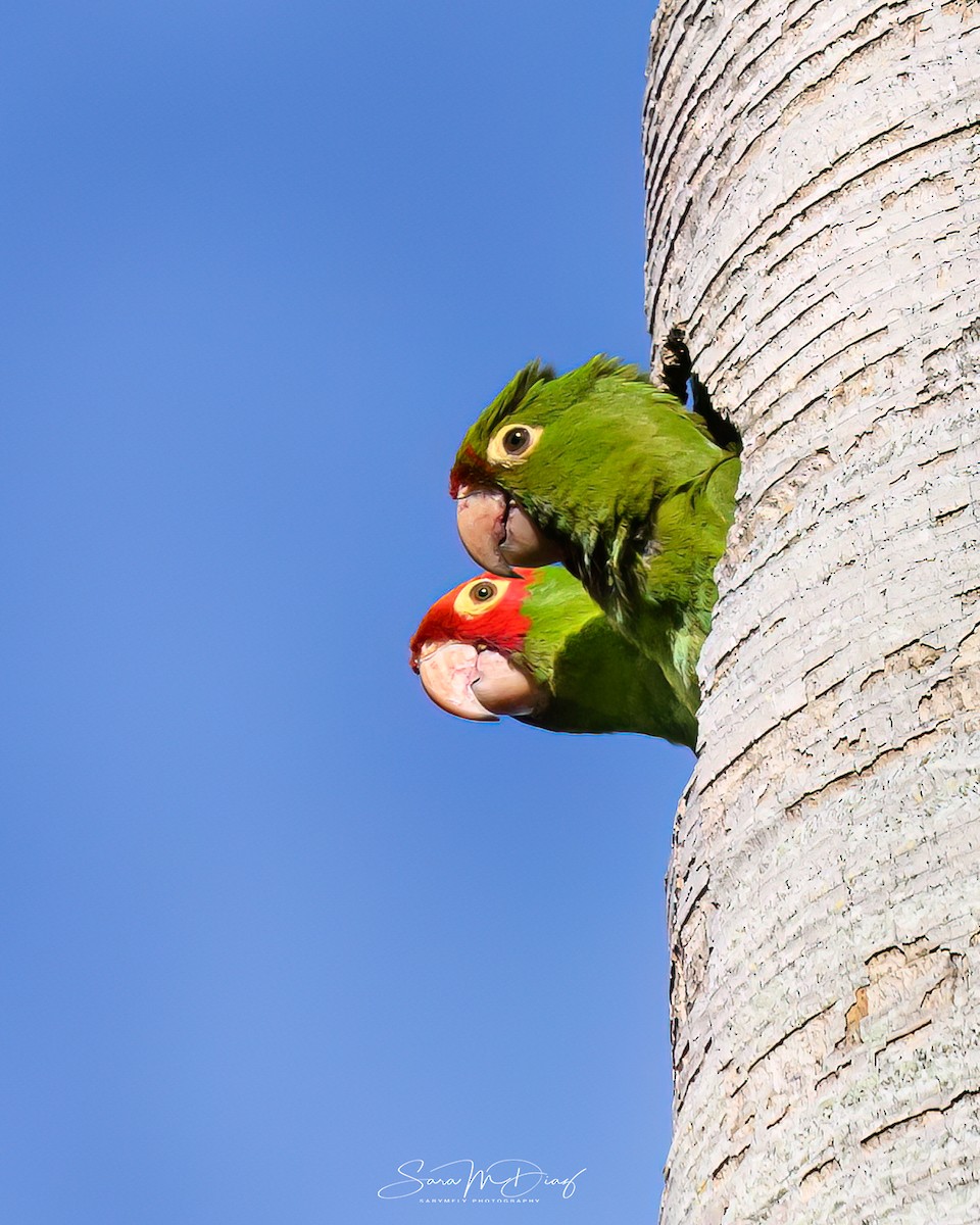 Red-masked Parakeet - ML643957594