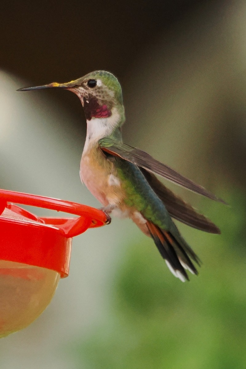 Broad-tailed Hummingbird - ML643957600