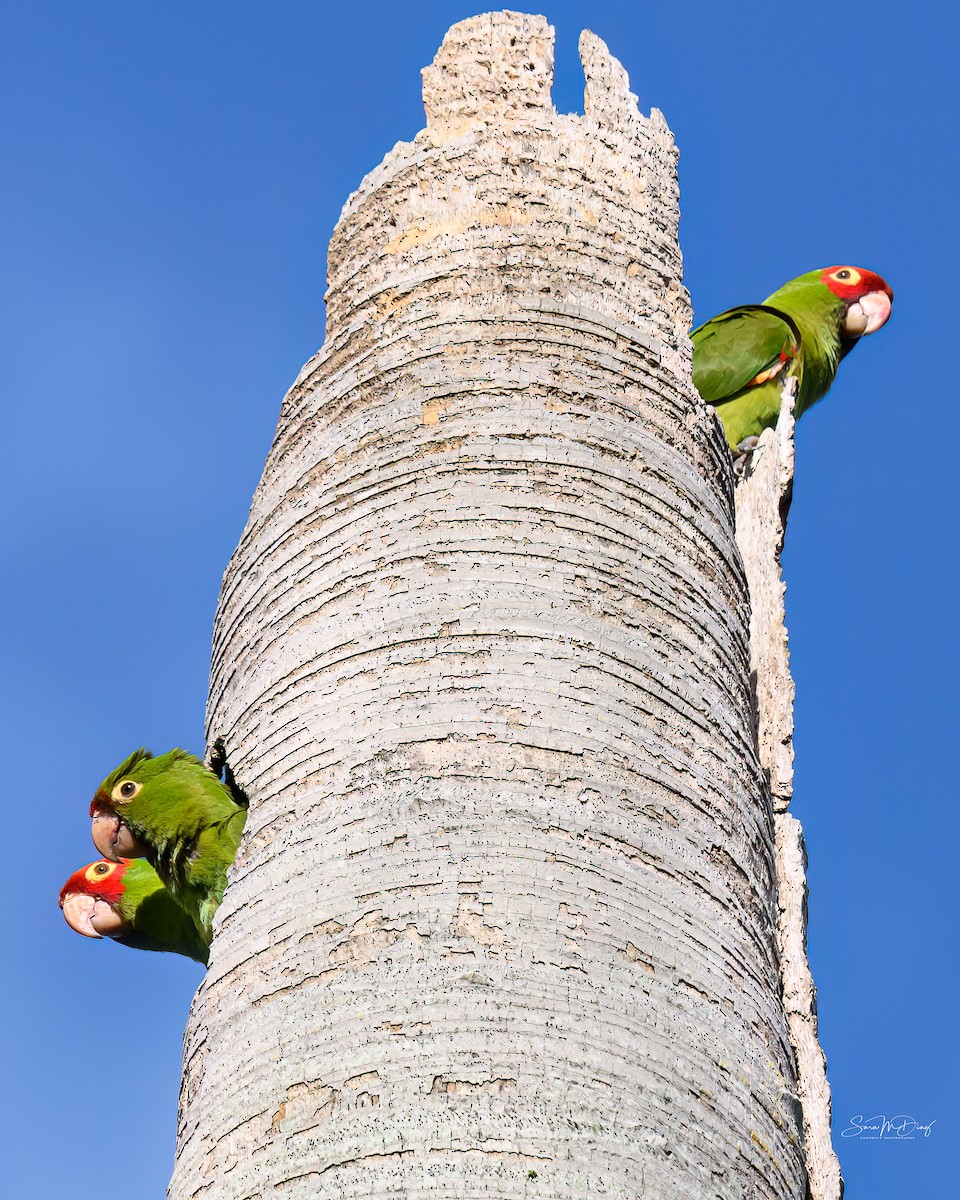 Red-masked Parakeet - ML643957603