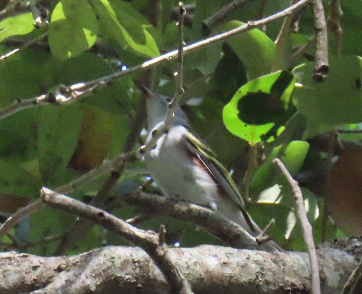 Chestnut-sided Warbler - ML643957609
