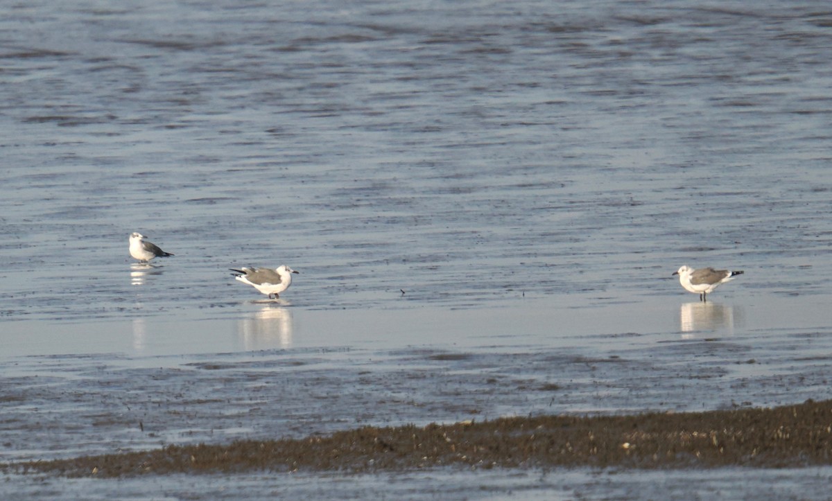 Laughing Gull - ML643957614