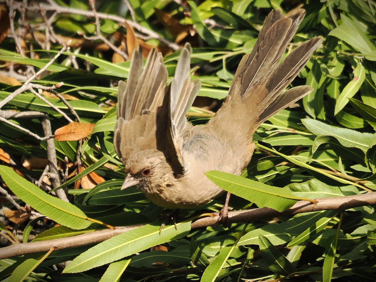 Abert's Towhee - ML643957624