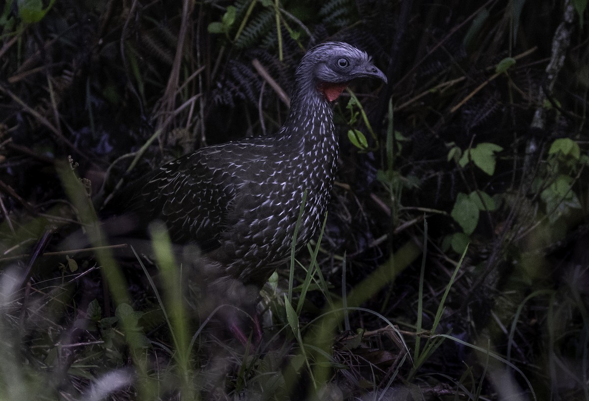 Band-tailed Guan - ML643957625