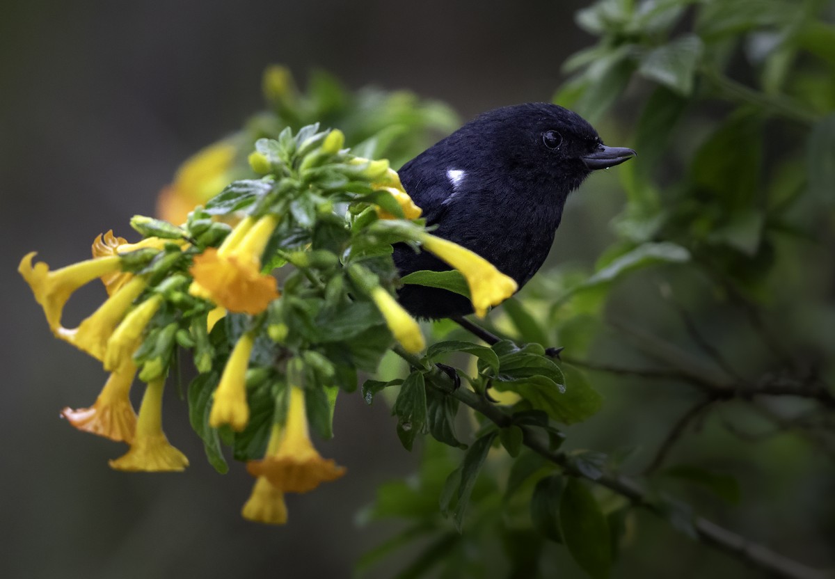 White-sided Flowerpiercer - ML643957630