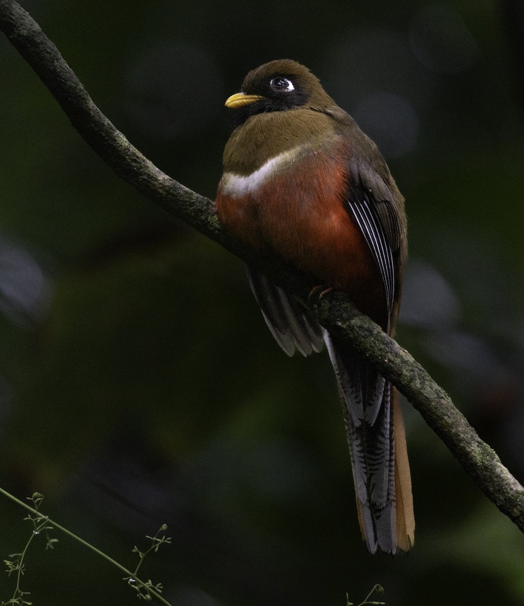 Masked Trogon - ML643957665