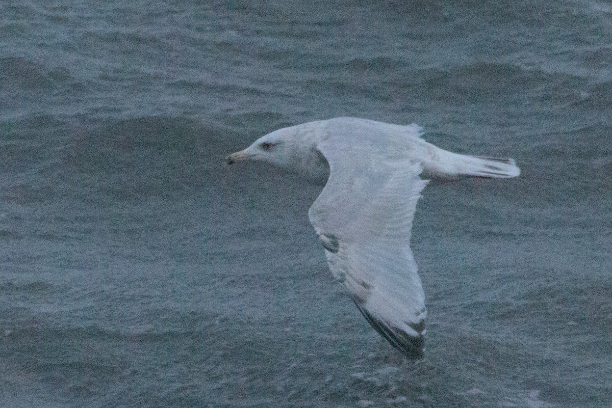 American Herring x Glaucous Gull (hybrid) - ML643957667