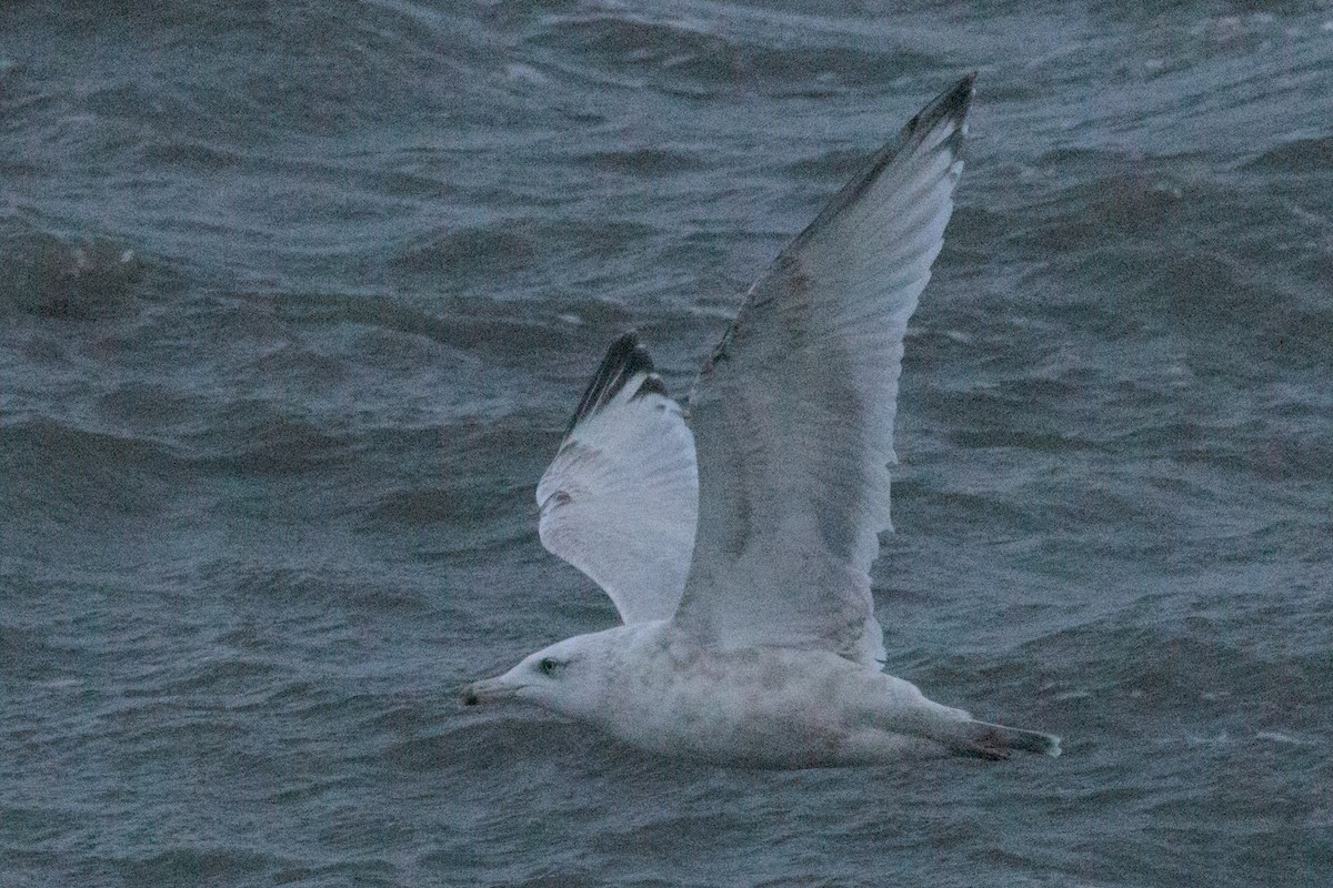 American Herring x Glaucous Gull (hybrid) - ML643957668