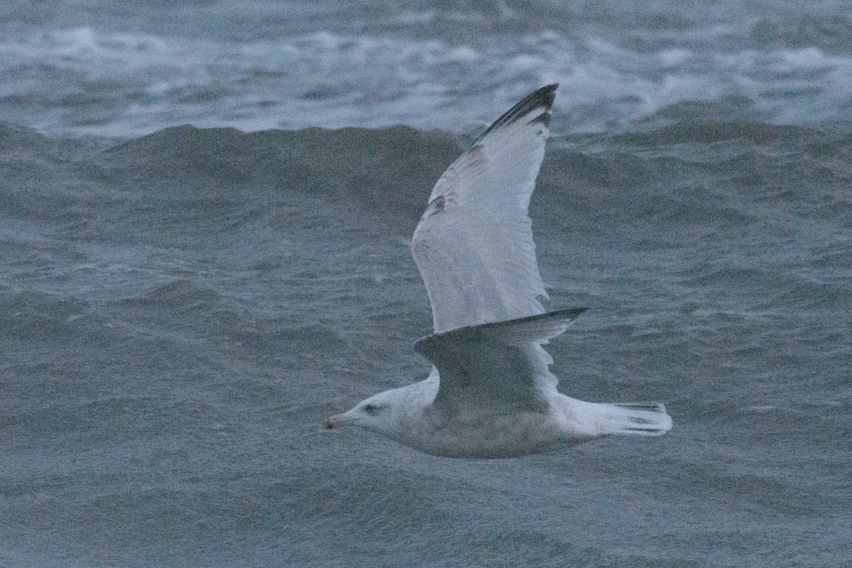 American Herring x Glaucous Gull (hybrid) - ML643957669