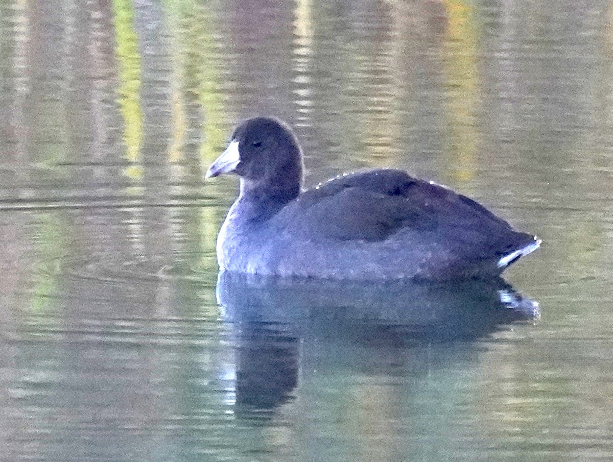 American Coot - ML643957682