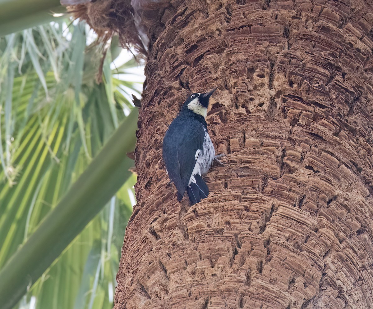 Acorn Woodpecker - ML643957684