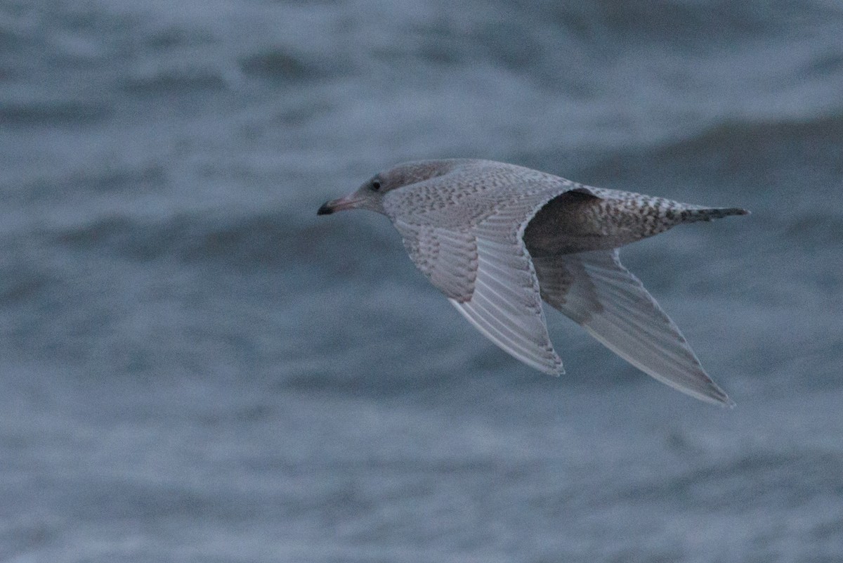 American Herring x Glaucous Gull (hybrid) - ML643957686
