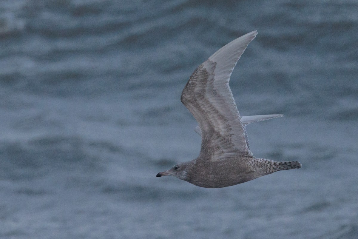 American Herring x Glaucous Gull (hybrid) - ML643957687