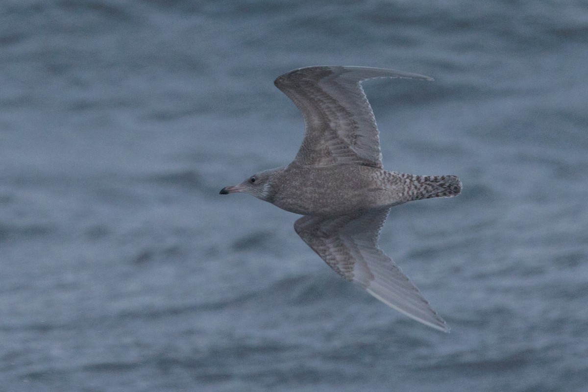 American Herring x Glaucous Gull (hybrid) - ML643957688