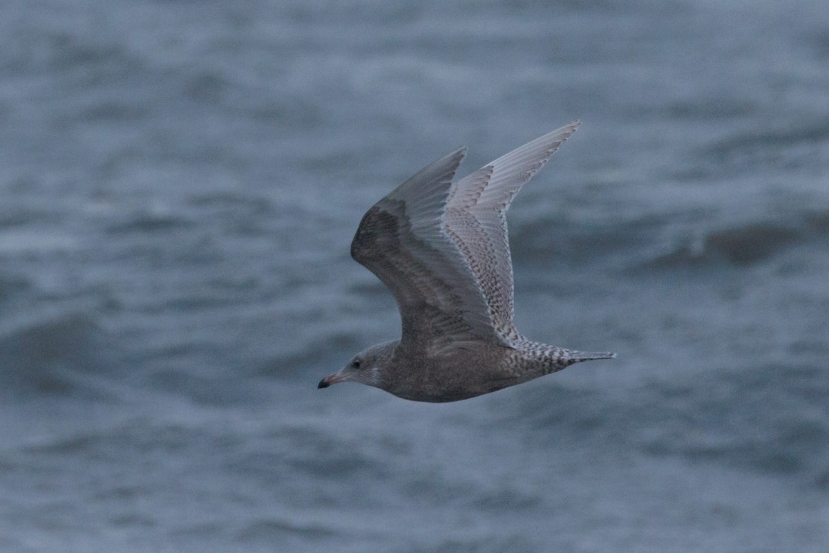 American Herring x Glaucous Gull (hybrid) - ML643957691