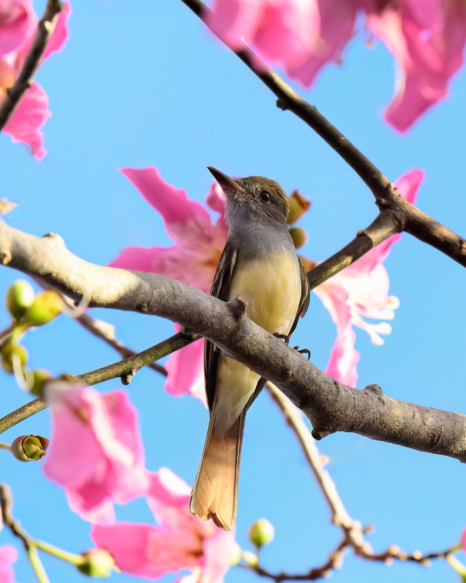 Great Crested Flycatcher - ML643957700