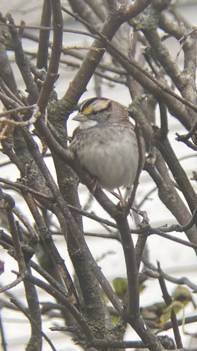 White-throated Sparrow - ML643957755