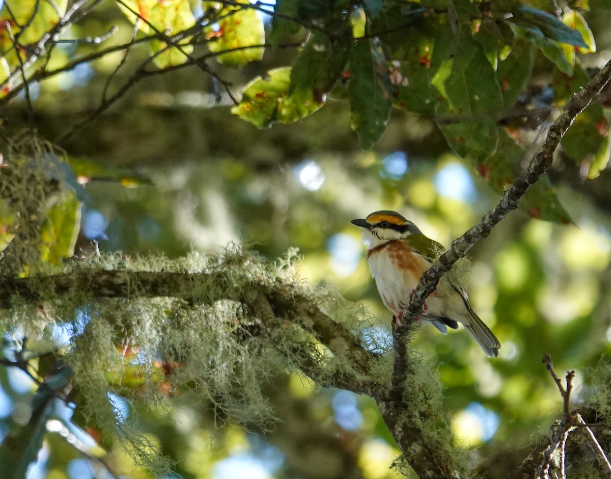 Chestnut-sided Shrike-Vireo - ML643957756