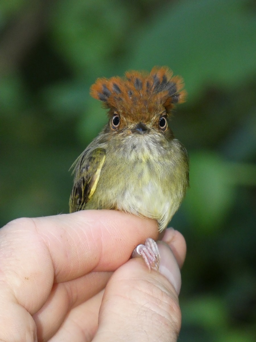 Scale-crested Pygmy-Tyrant - ML643957770