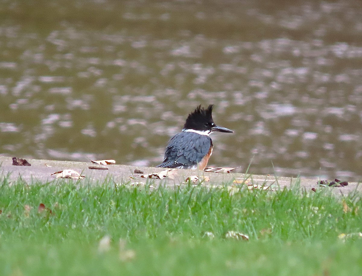 Belted Kingfisher - ML643957771