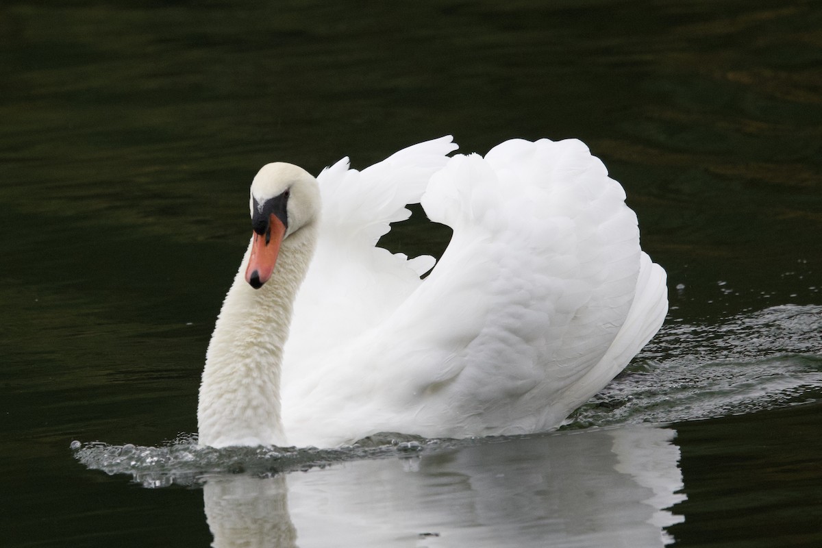 Mute Swan - ML643957788