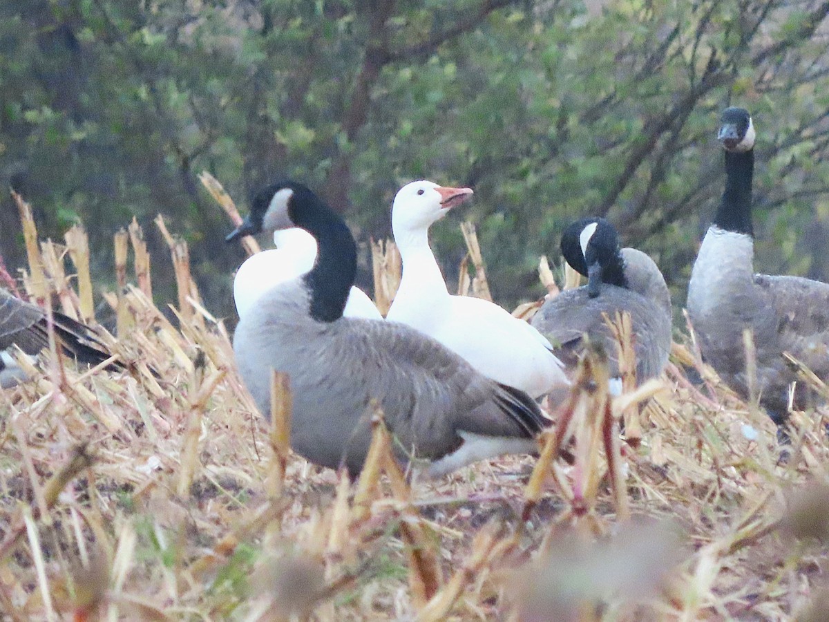 Snow Goose - ML643957789