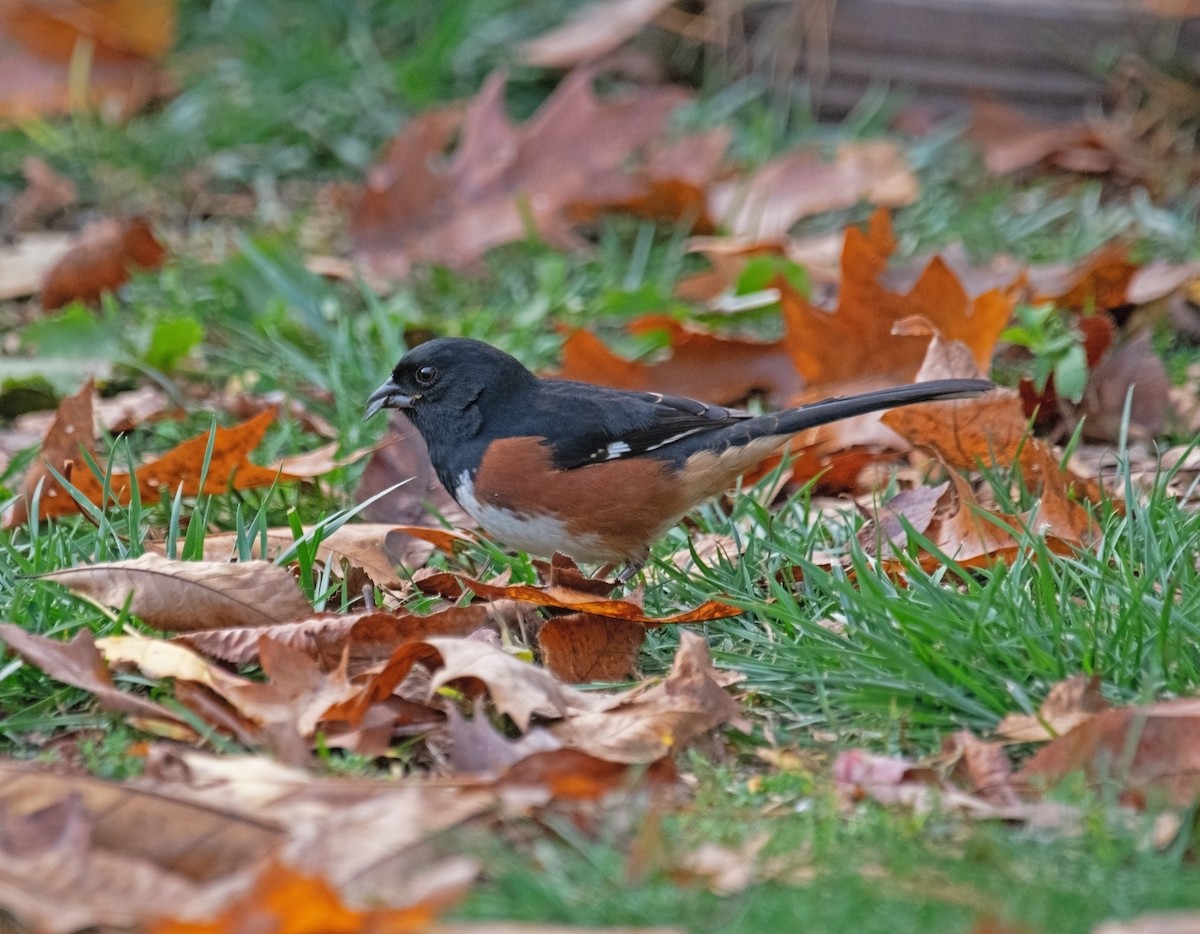 Toquí Flanquirrufo - ML643957793
