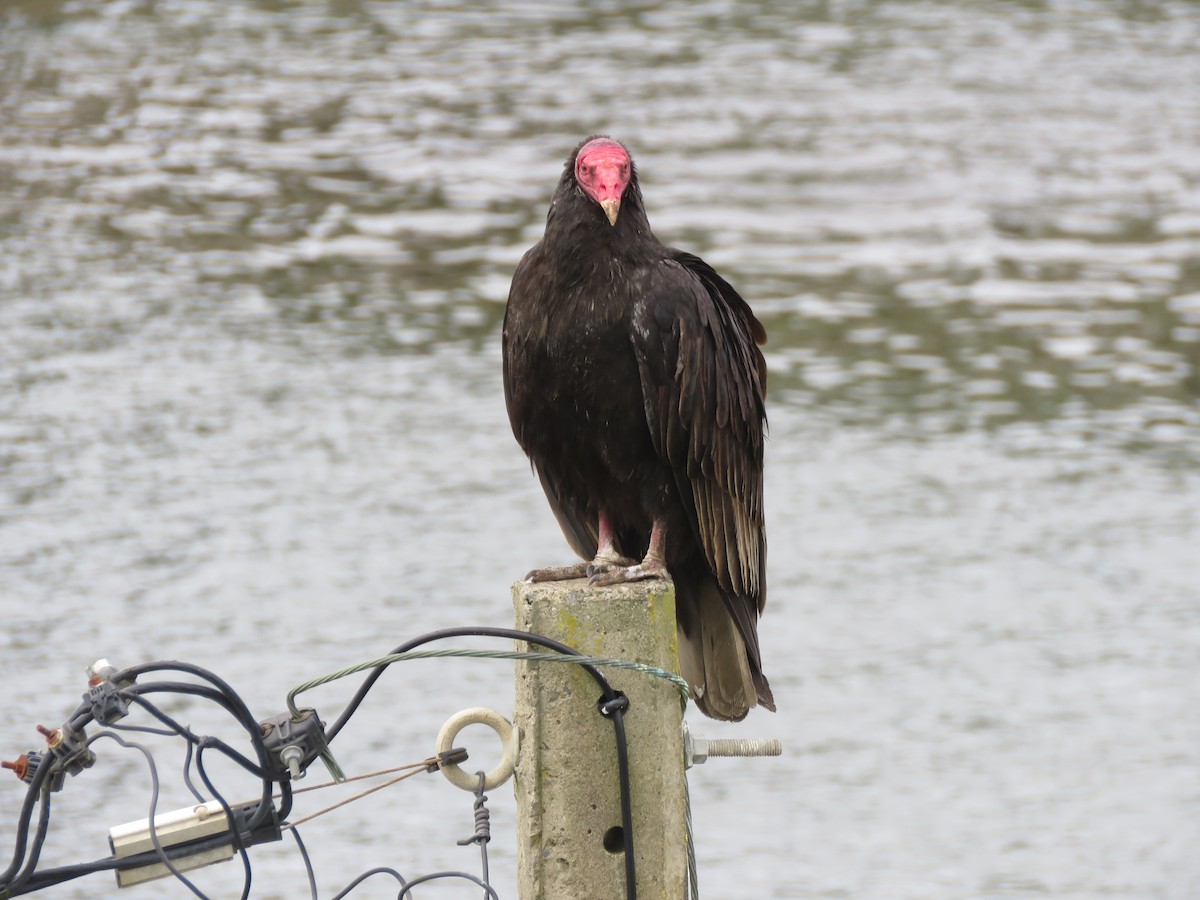 Aura Gallipavo - ML643957796
